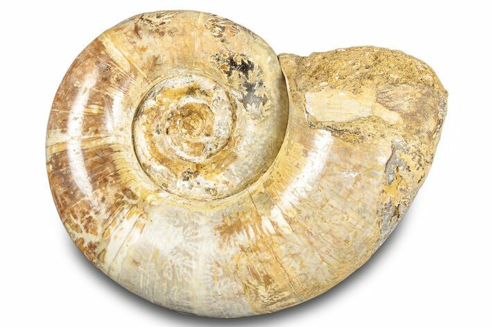 Jurassic Ammonite (Hemilytoceras) Fossil - Madagascar #283458